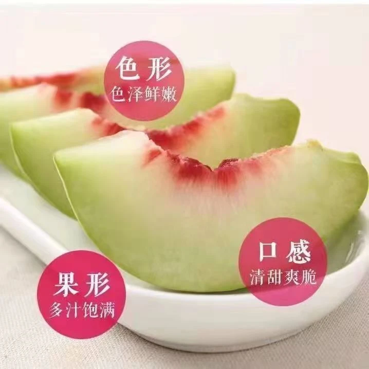 正宗山东青州蜜桃脆甜多汁肉厚离核新鲜应季水果孕妇佳品