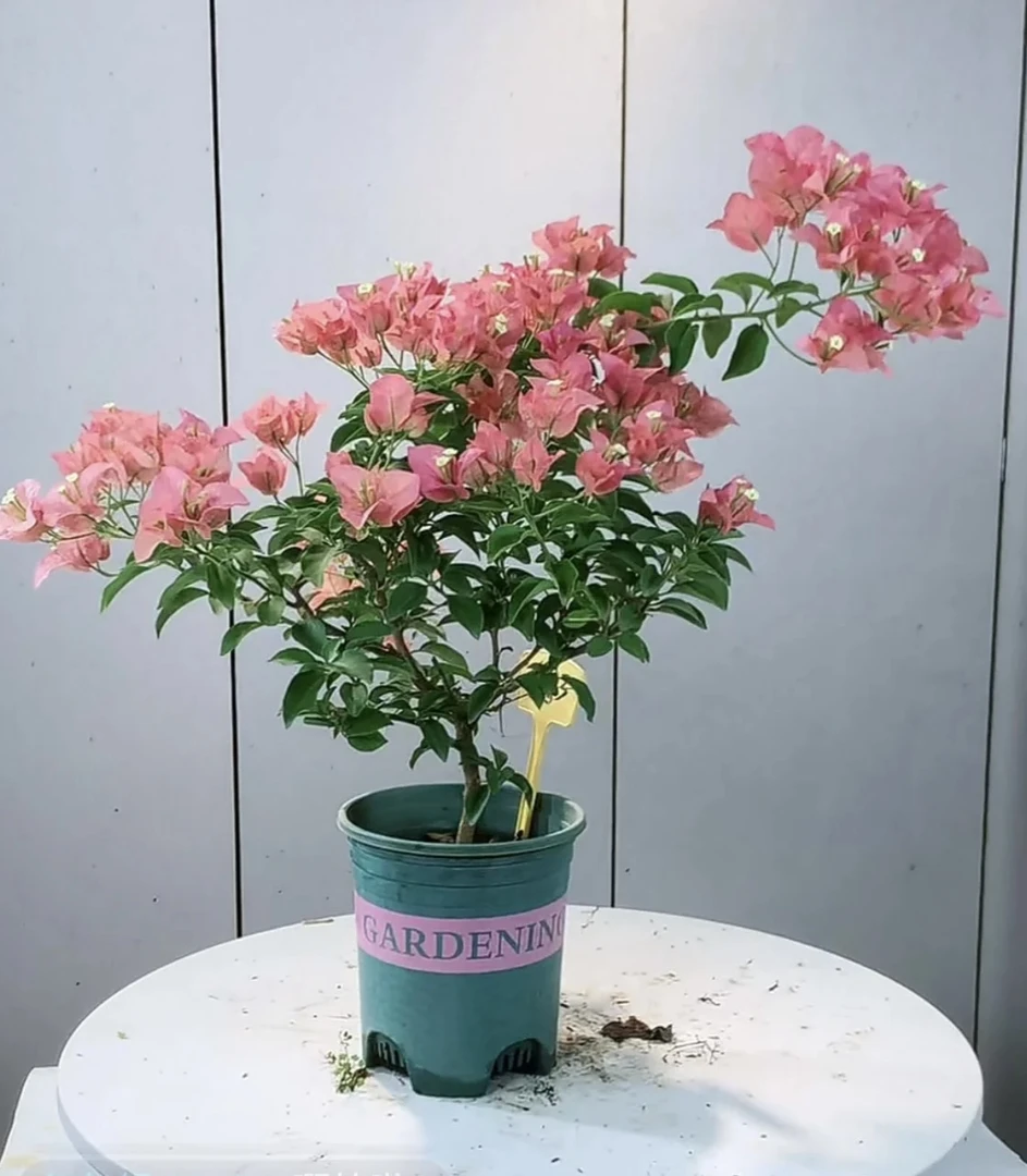 【卡亚塔】三角梅盆栽四季开花带花原盆发庭院阳台植物喜阳耐晒