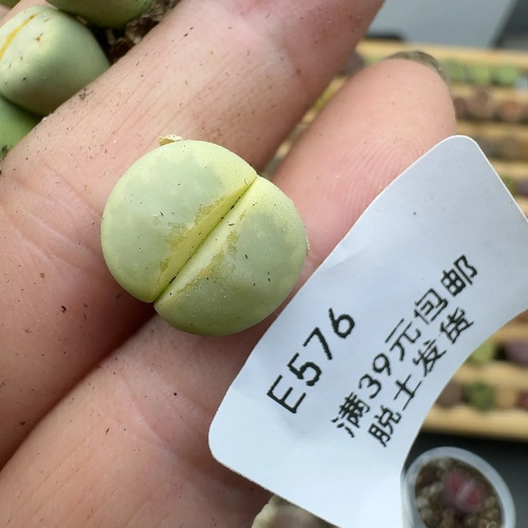 用****5576哈哈哈哈哈哈哈哈