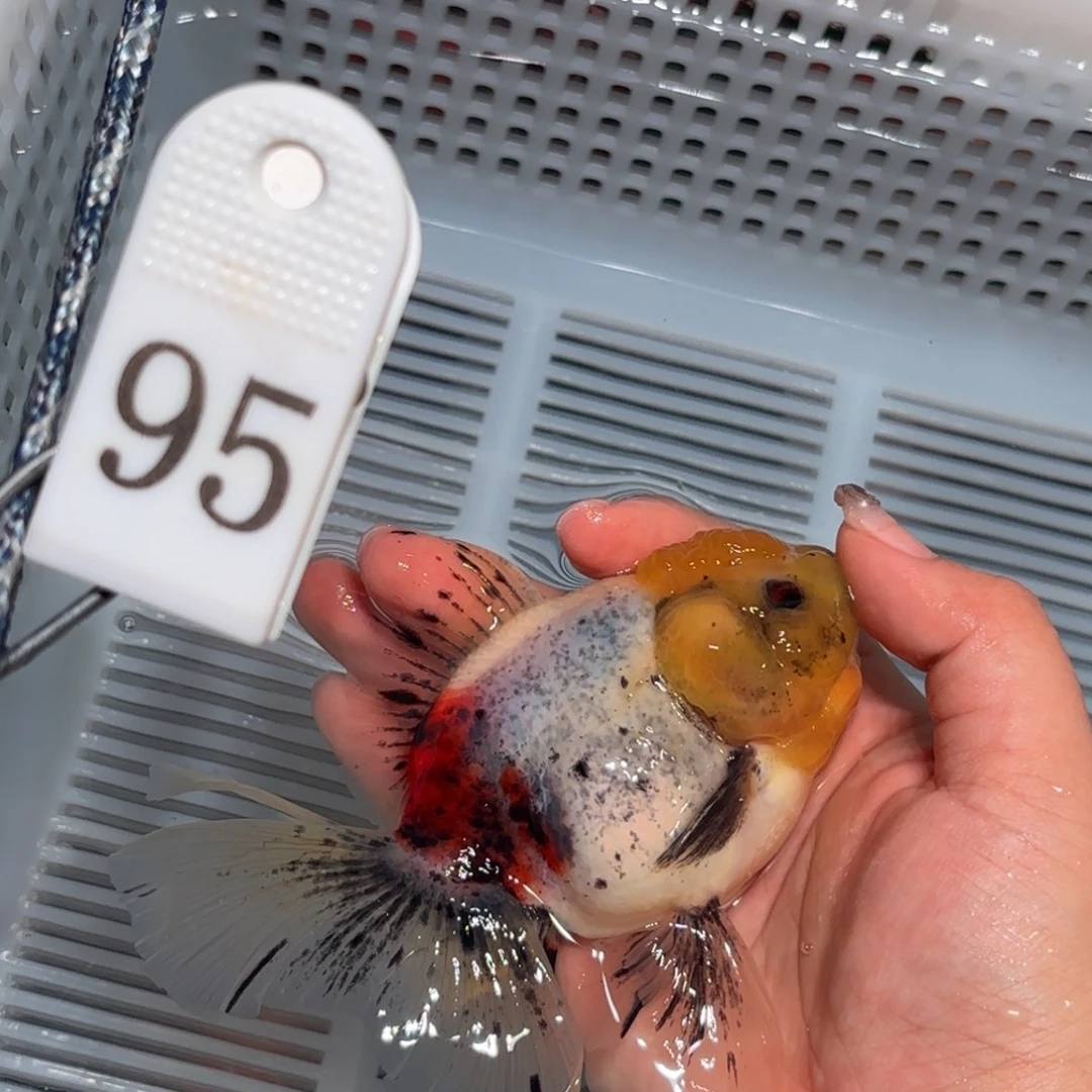 金鱼非偏远两条包邮