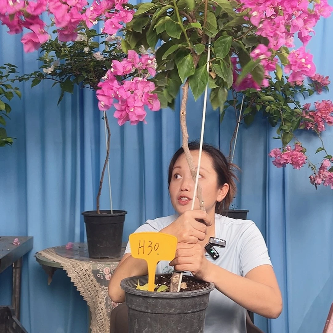*****当前无花栽培后可以开花H30杨红公主