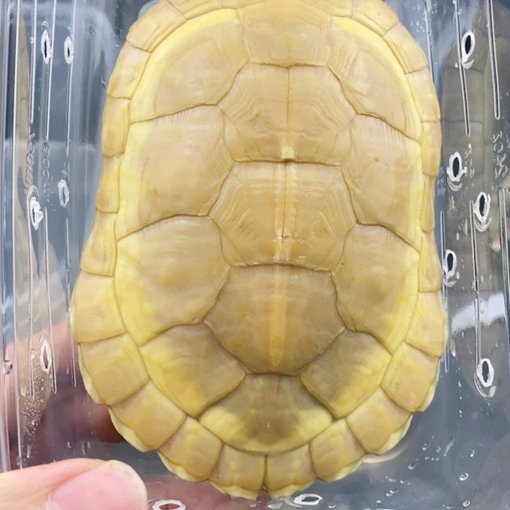 巴西彩龟母666666666