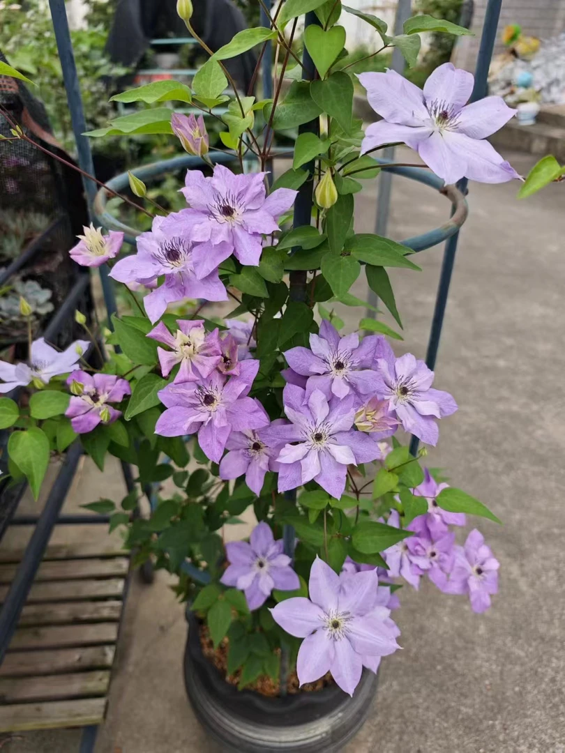 铁线莲（倒影）庭院爬藤植物耐寒耐热盆栽地栽阳台多季节开花