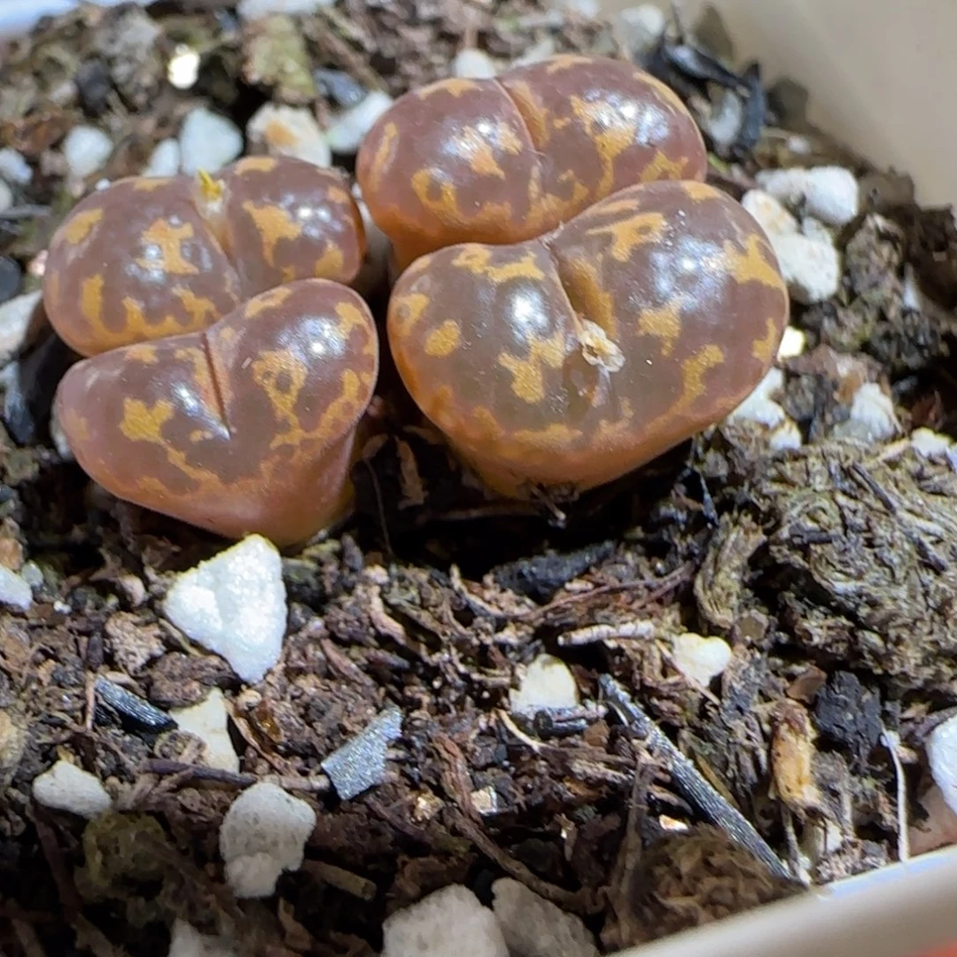 肉锥多肉植物组合-勋章1061