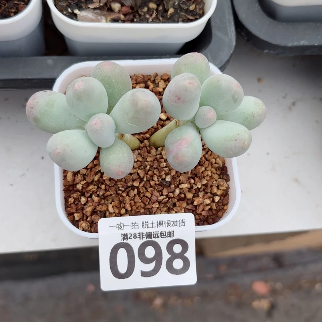 米可奶无盆土发货