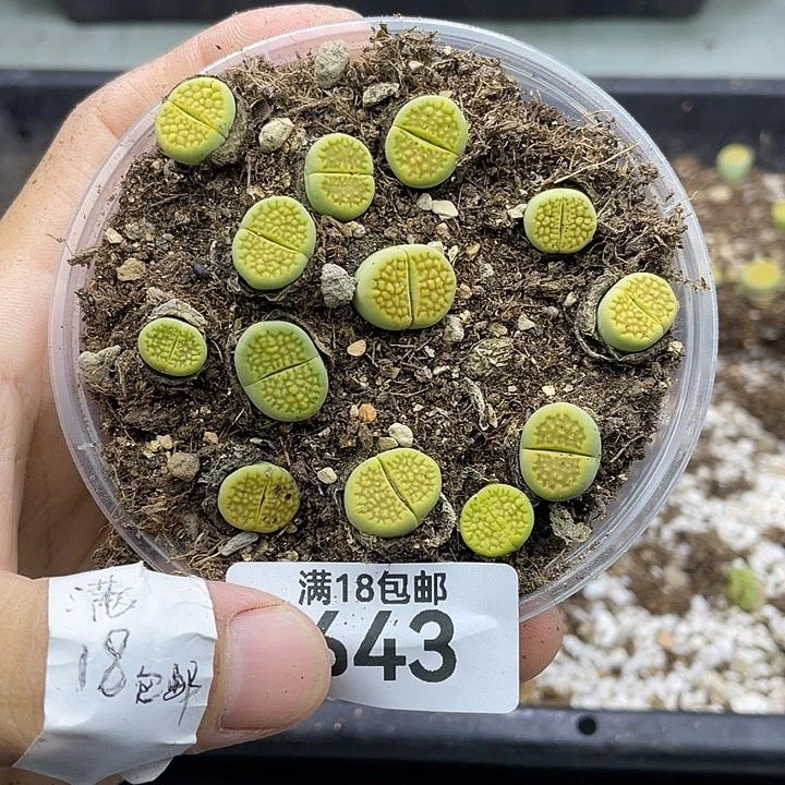 古***凳00000000000000000643