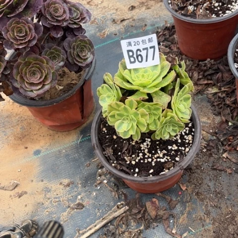 676雨荷不包断枝