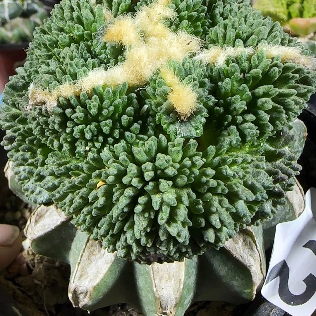 大尤哥怒572。             牡丹