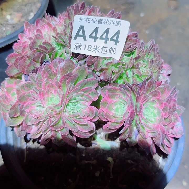 多肉法师海王缀化