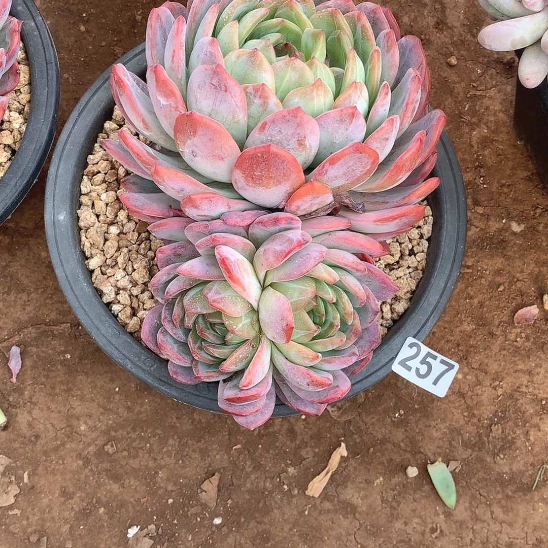 257全明星一物一拍多肉