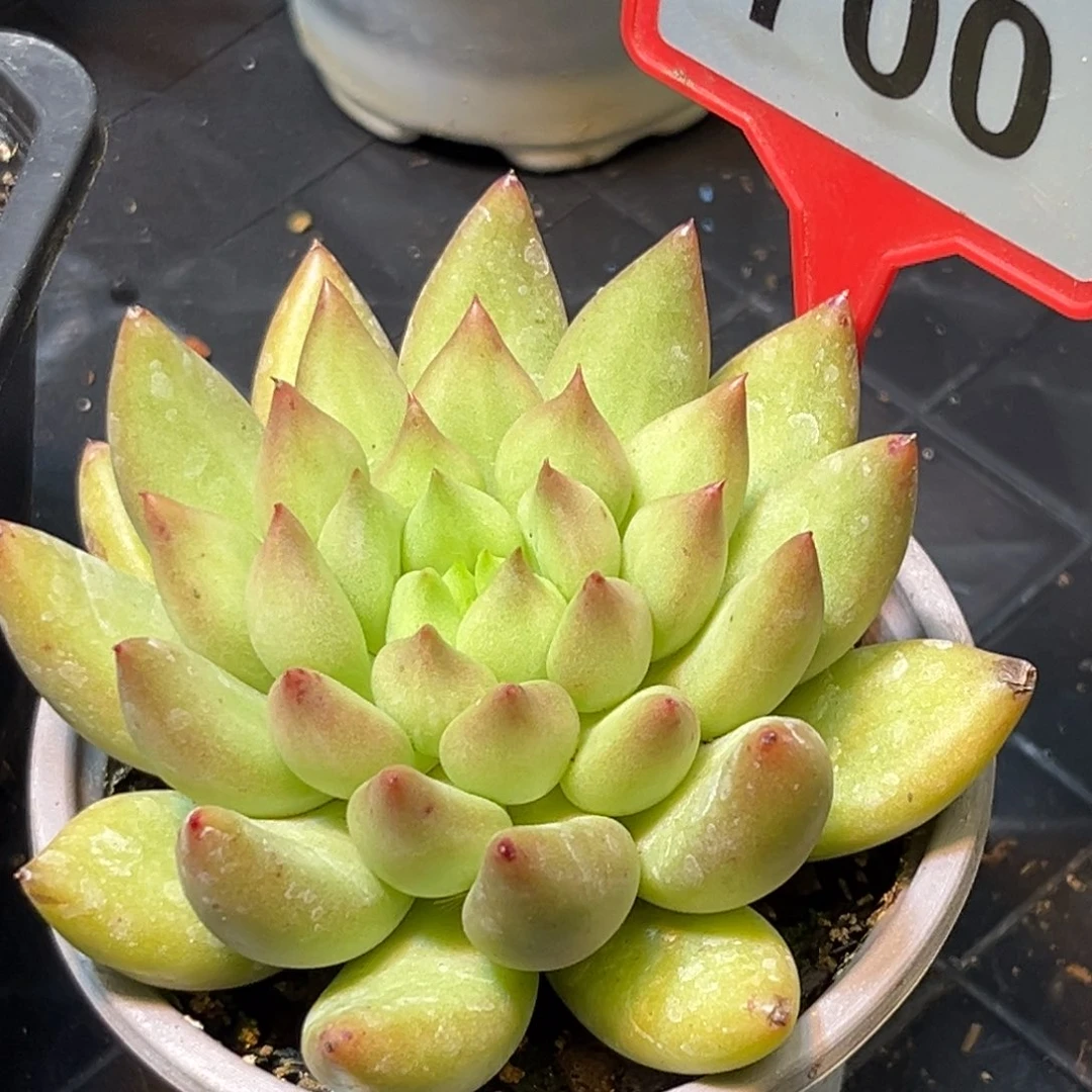 多肉植物米其林700