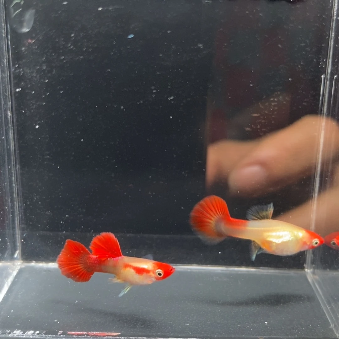 孔雀鱼红头黄化折扇一对