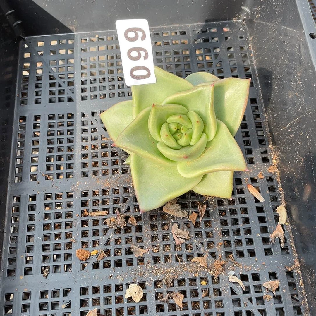 常*藤若如东云单拍099