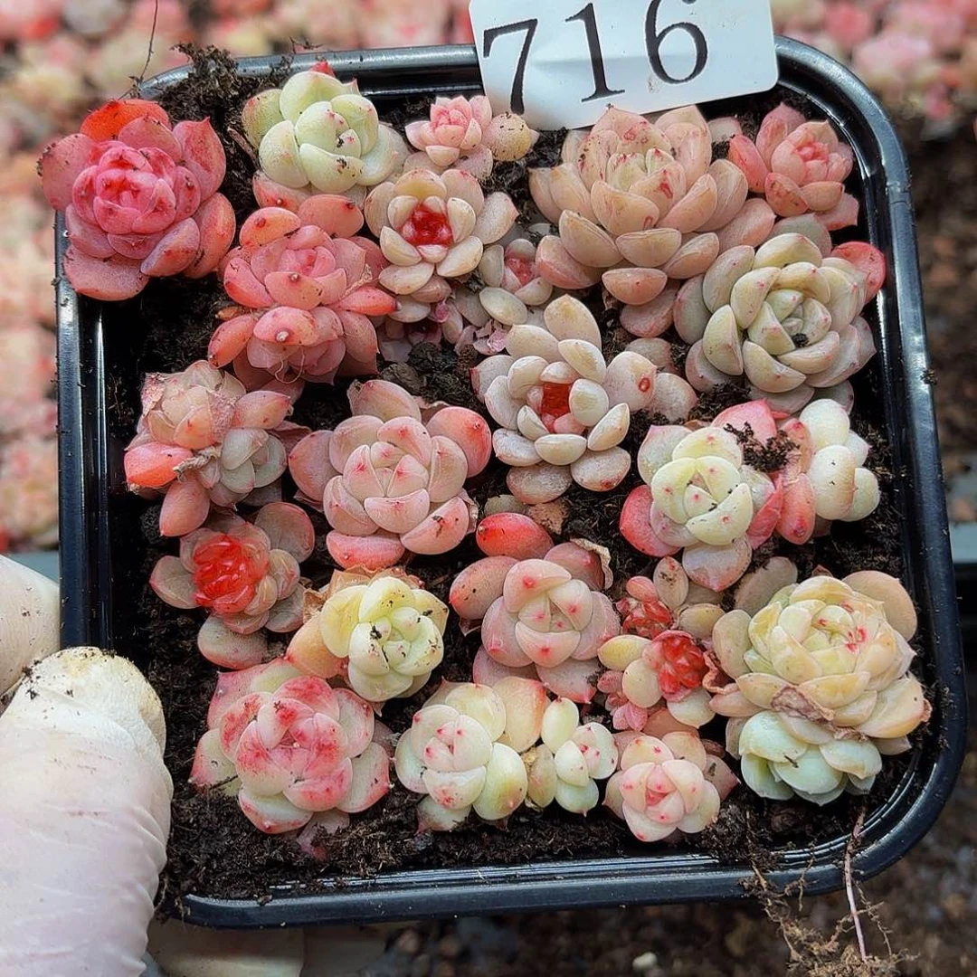 多肉植物多肉植物716