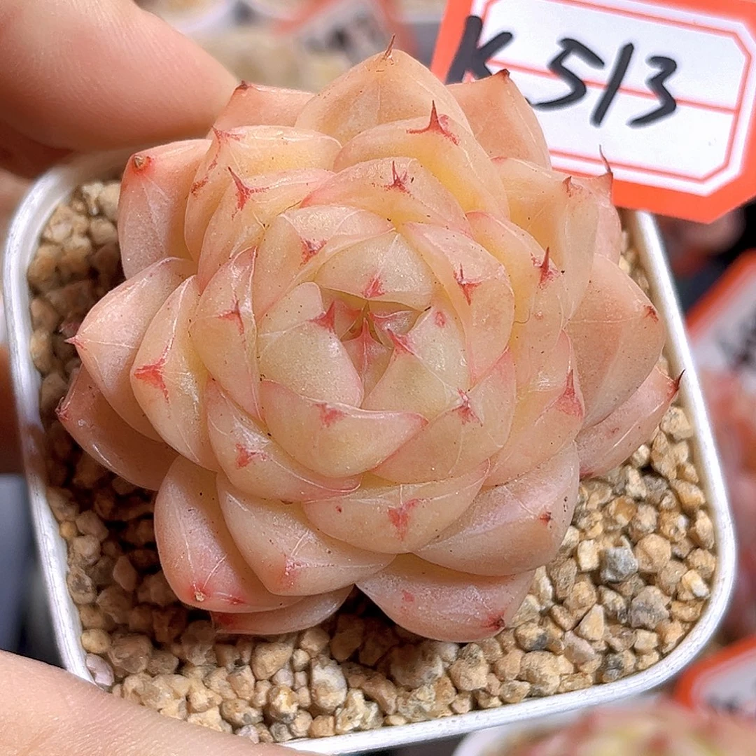 K513 酥油 满18包邮