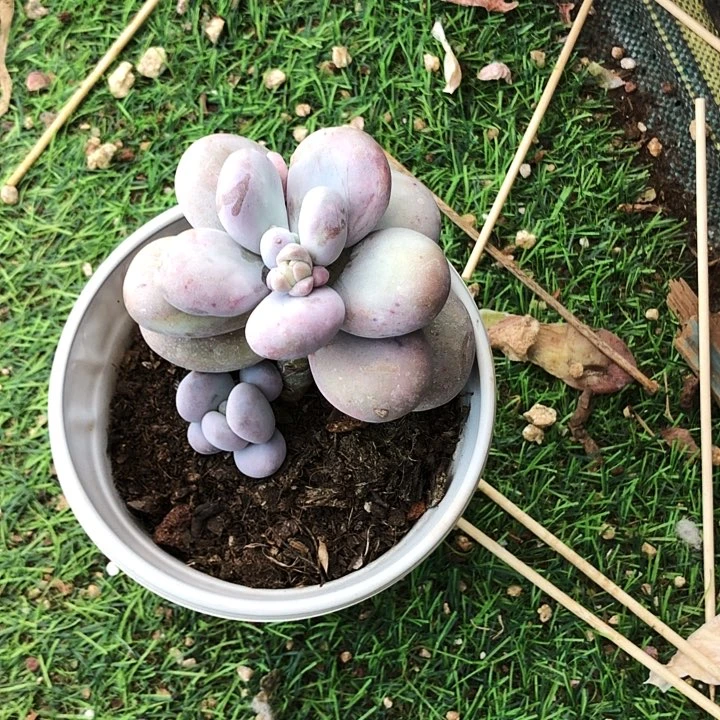 奶酪锦小多肉植物