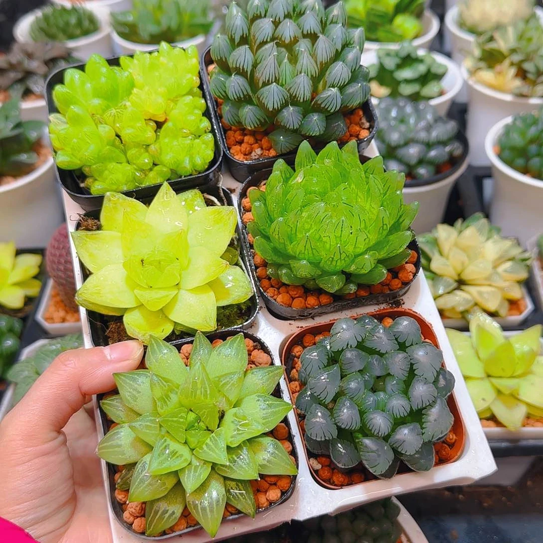 玉露六件套多肉，原盆