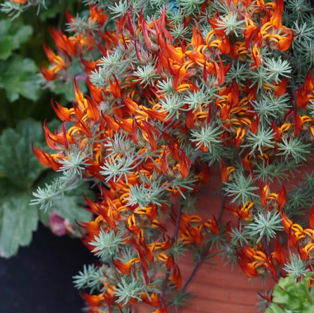 【鹦鹉嘴】 百脉根绿一加仑带吊篮多年生四季常青庭院阳台花境植物