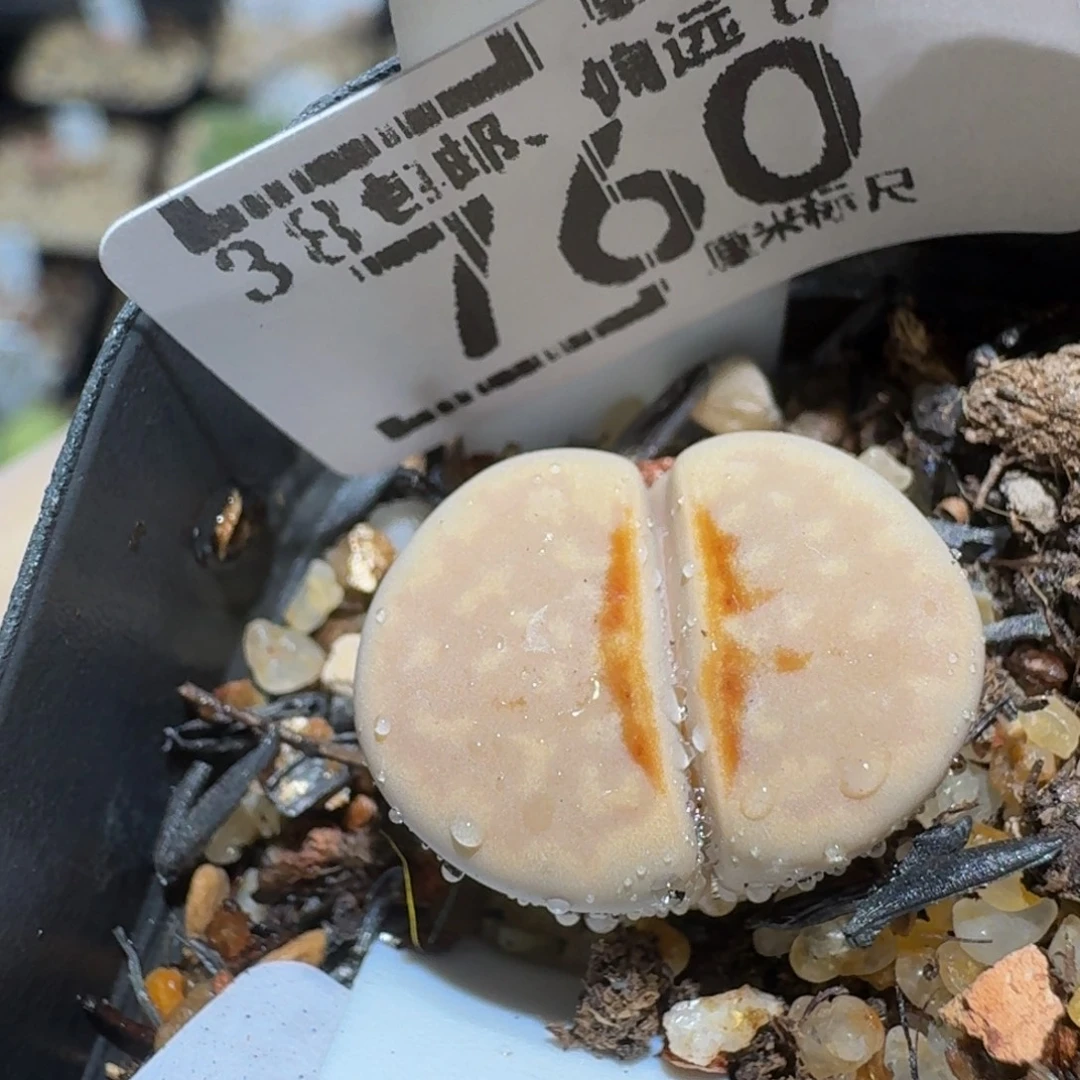 格***格zzzzz精品生石花760