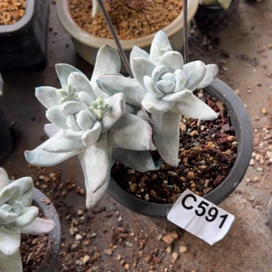 泡*谢谢姐姐～一物一拍591