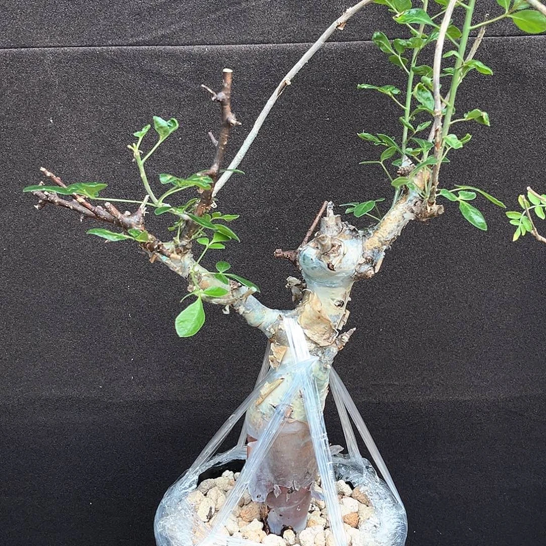 白皮图坎，潮流植物