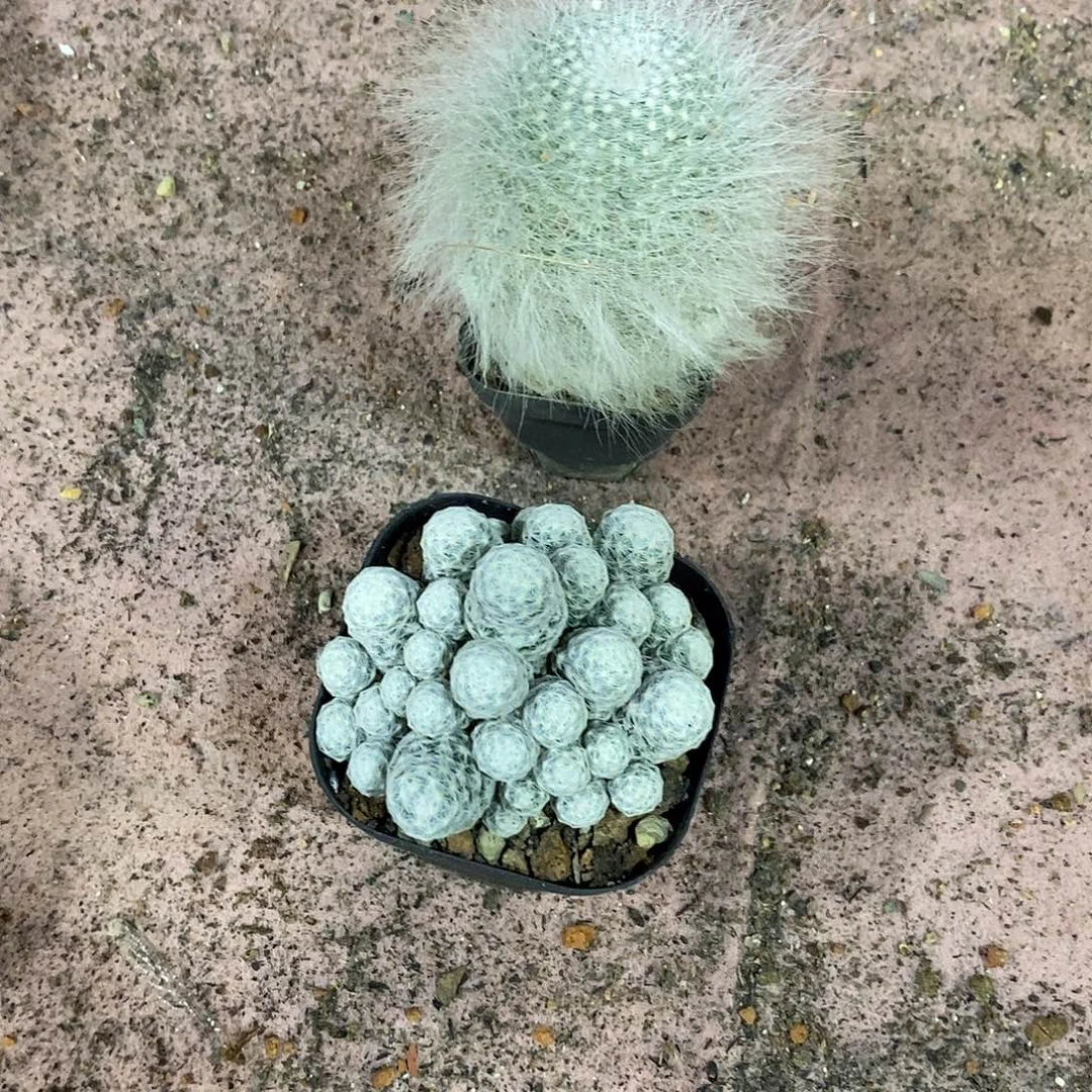 无花朵雪原玉翁姬春星组合带盆土