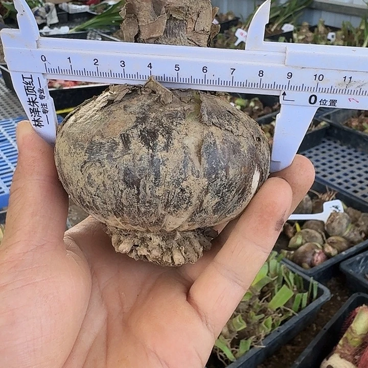 物华天宝朱顶红一棵8.5+