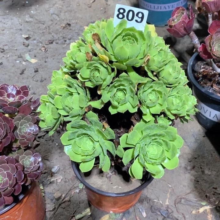 执*法师一物一拍809