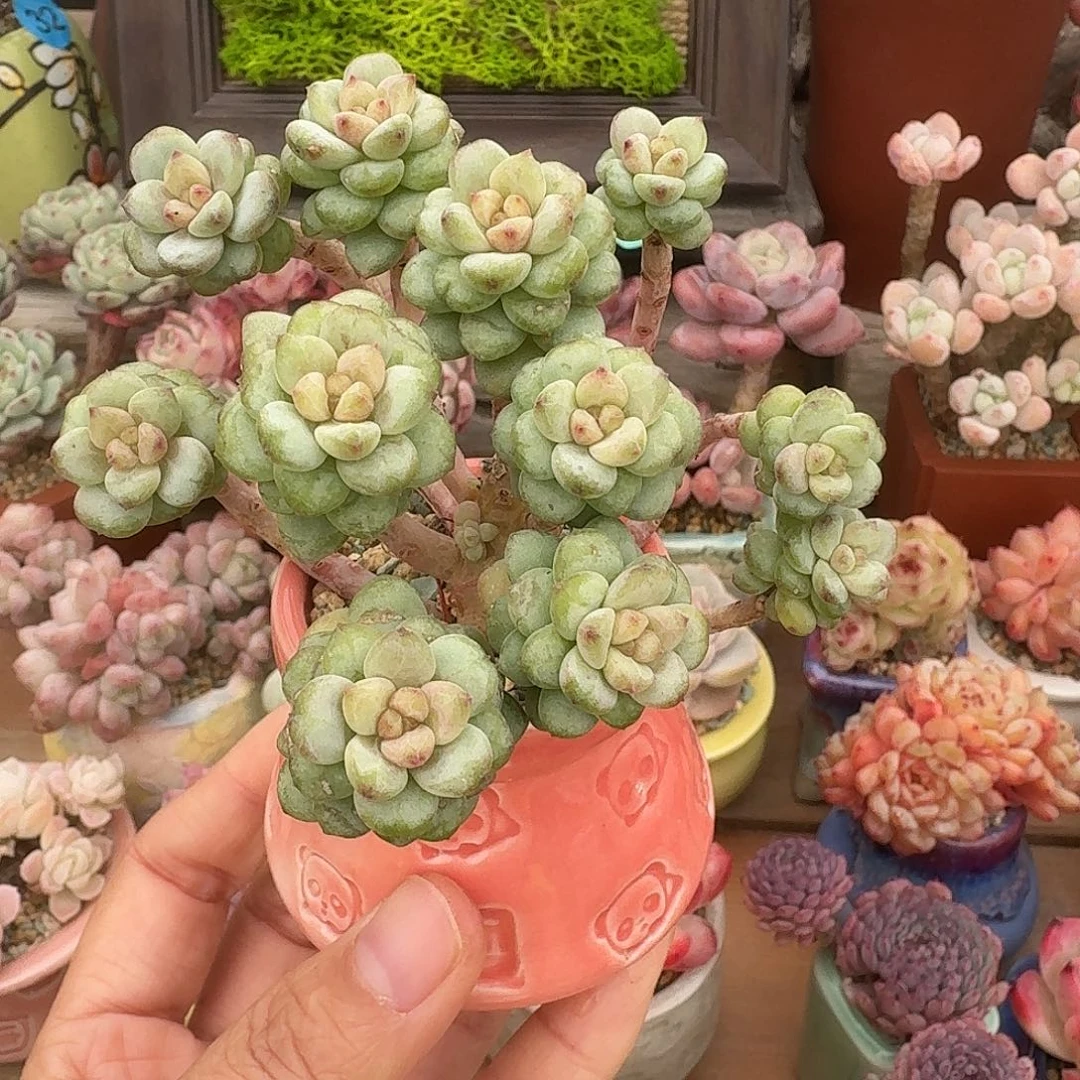 阳光玫瑰 多肉含盆土 一物一拍