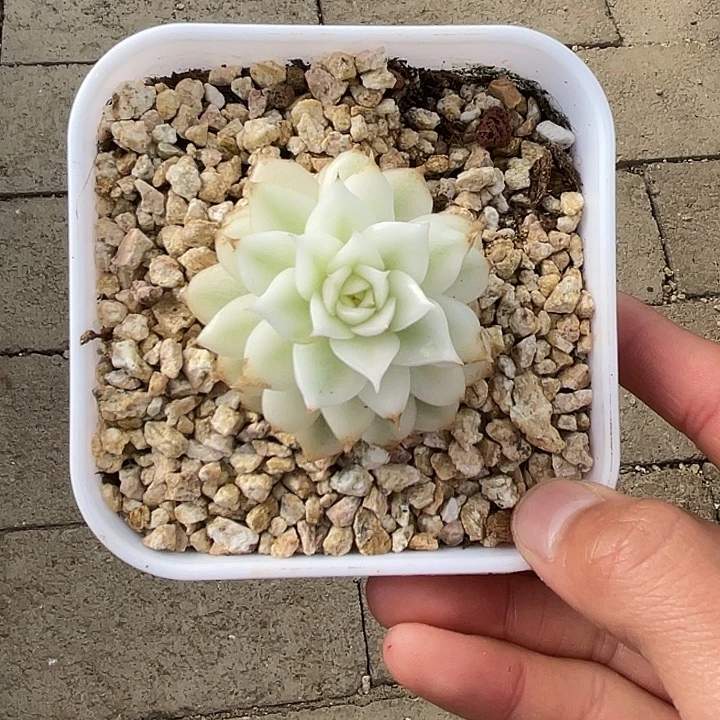 黑水晶宽锦一物一拍锦龙