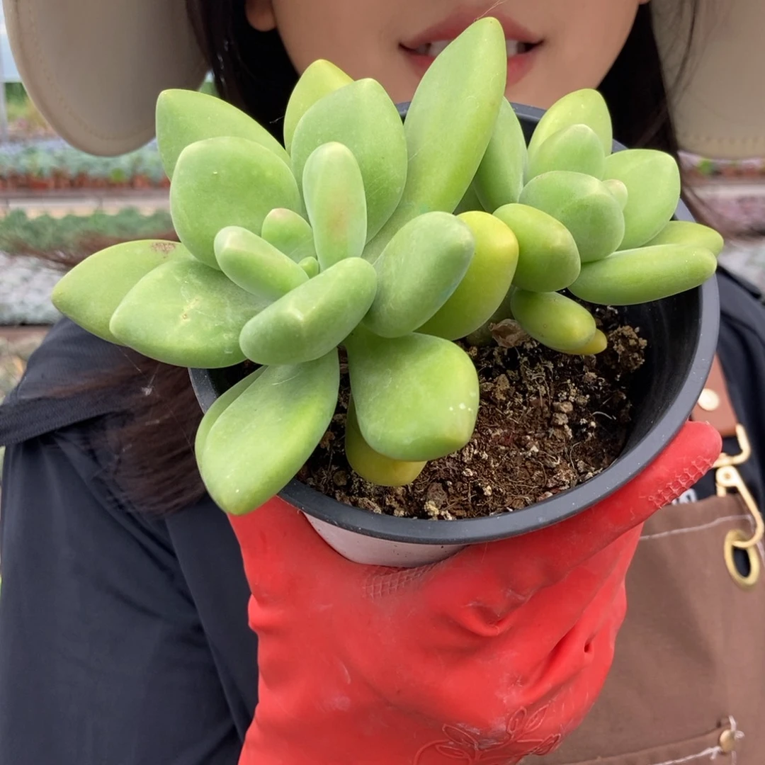 21-78芒果奶新基地随机