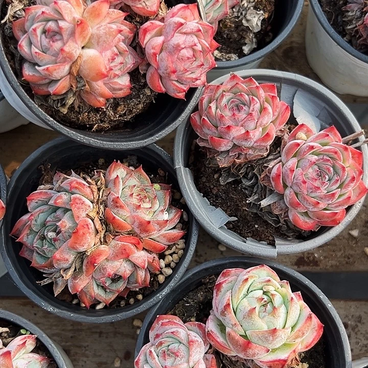 粉孤星群       福利多多