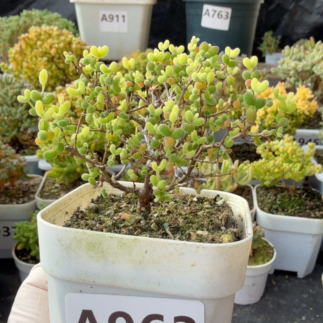 A963糖球锦枝干一物一拍