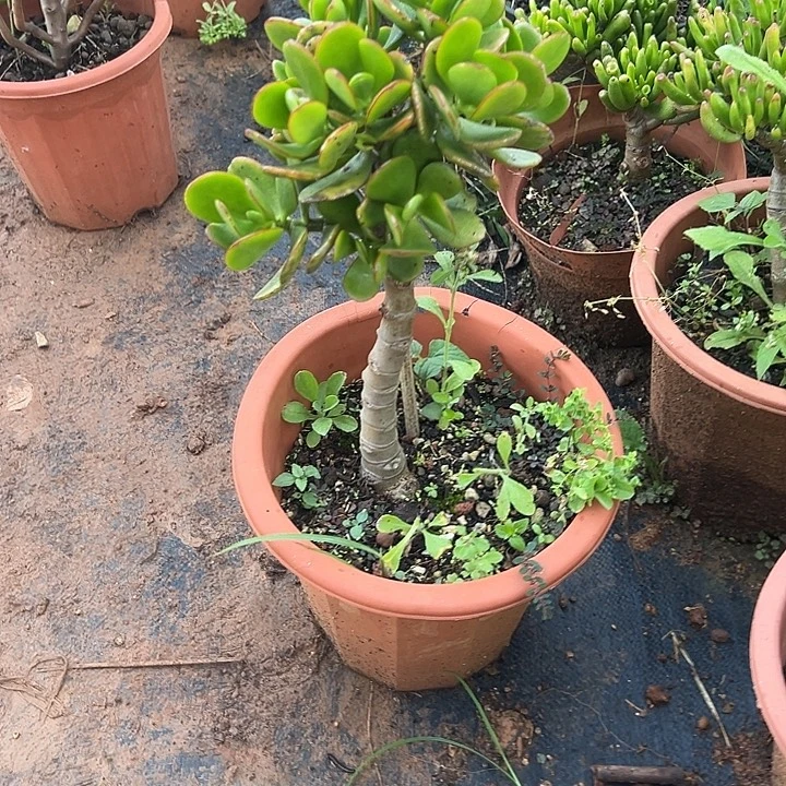 大叶姬红花月一个多肉植物实物