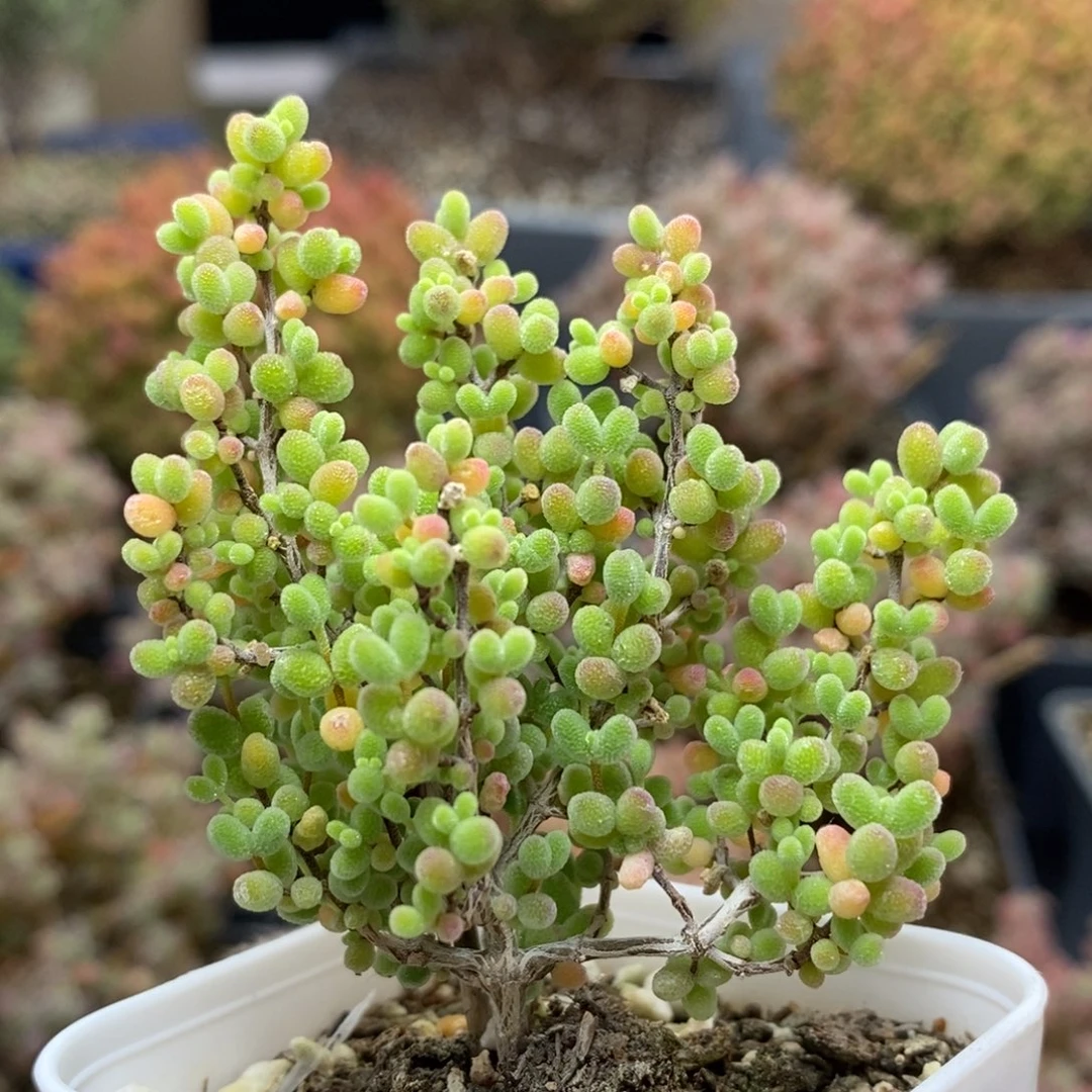 蜜橘糖球5308枝干番杏