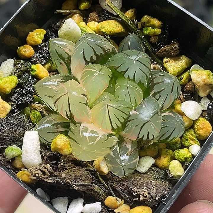 133变异龙爪玉露锦