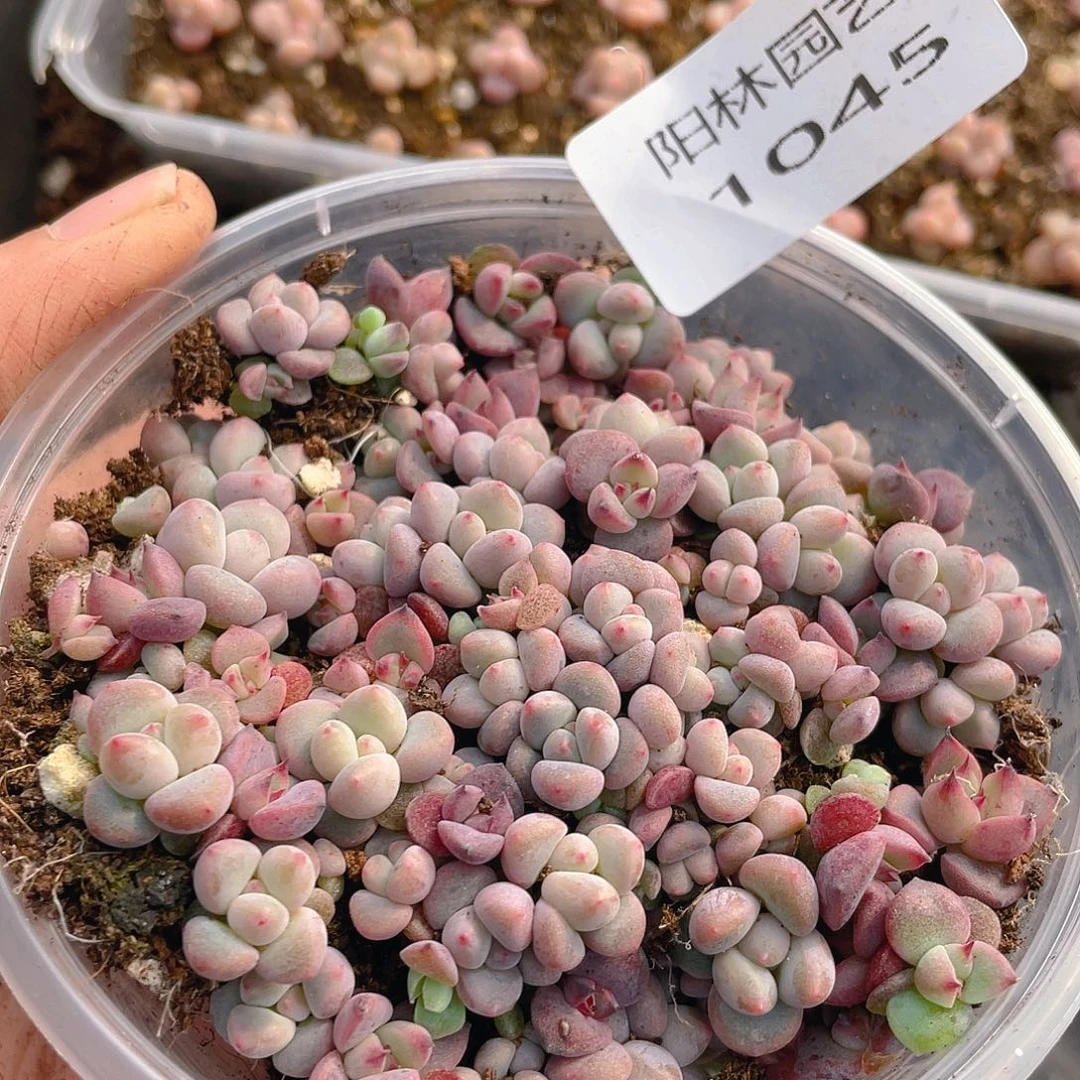 量拍多肉植物多肉植物1045