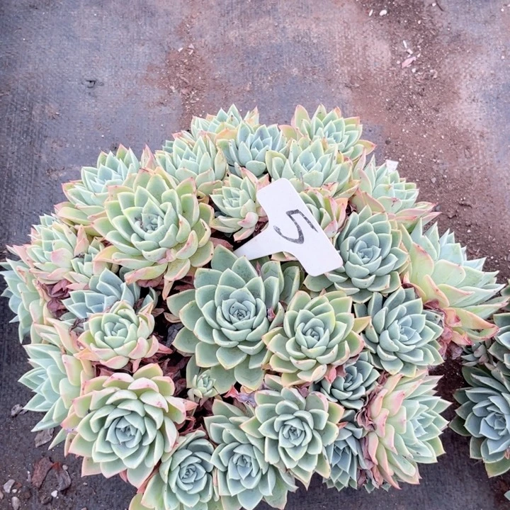 晨语多肉一物一拍5