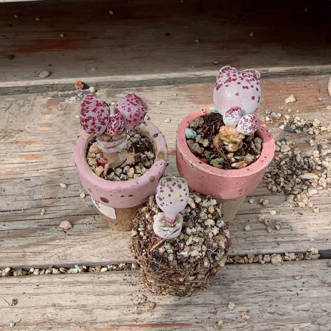 可爱猫耳 粉丸 盆口2.5cm