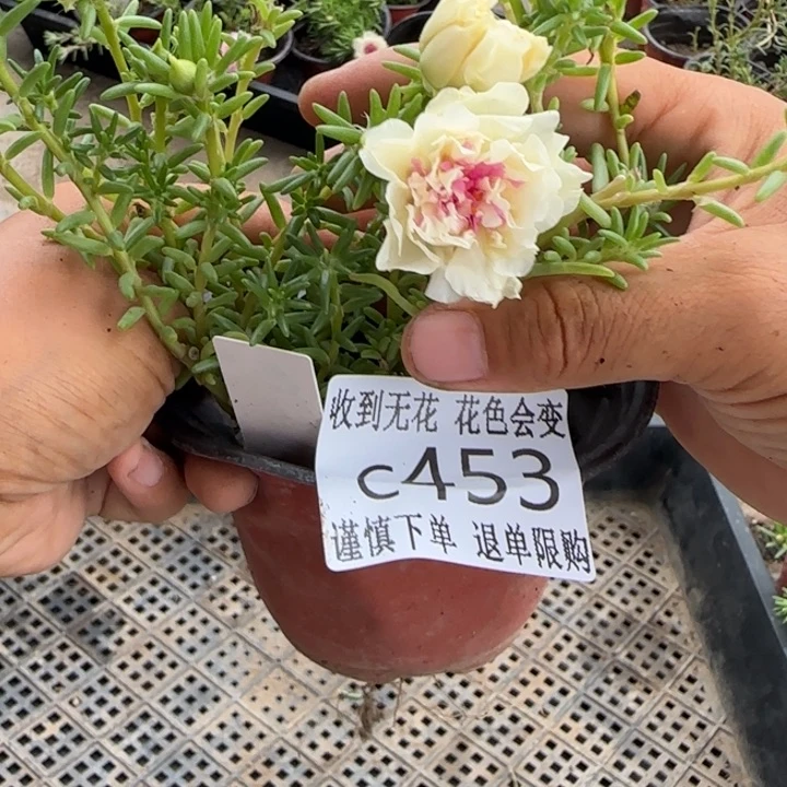 无花朵C453超小苗盆口10cm