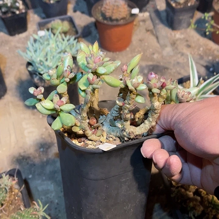 满38包邮2天凑单，脱土晾根发货多肉植物记****字