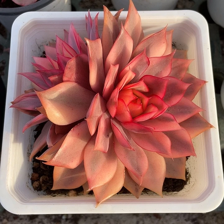 宝莲灯锦双头一物一拍