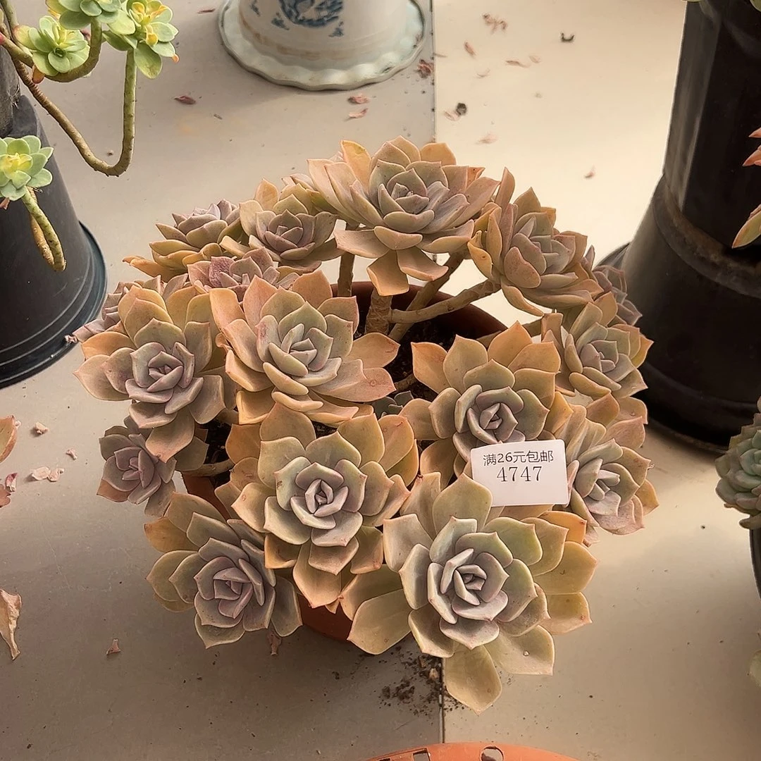 徐***吉4747彩虹糖变异多肉植物多肉