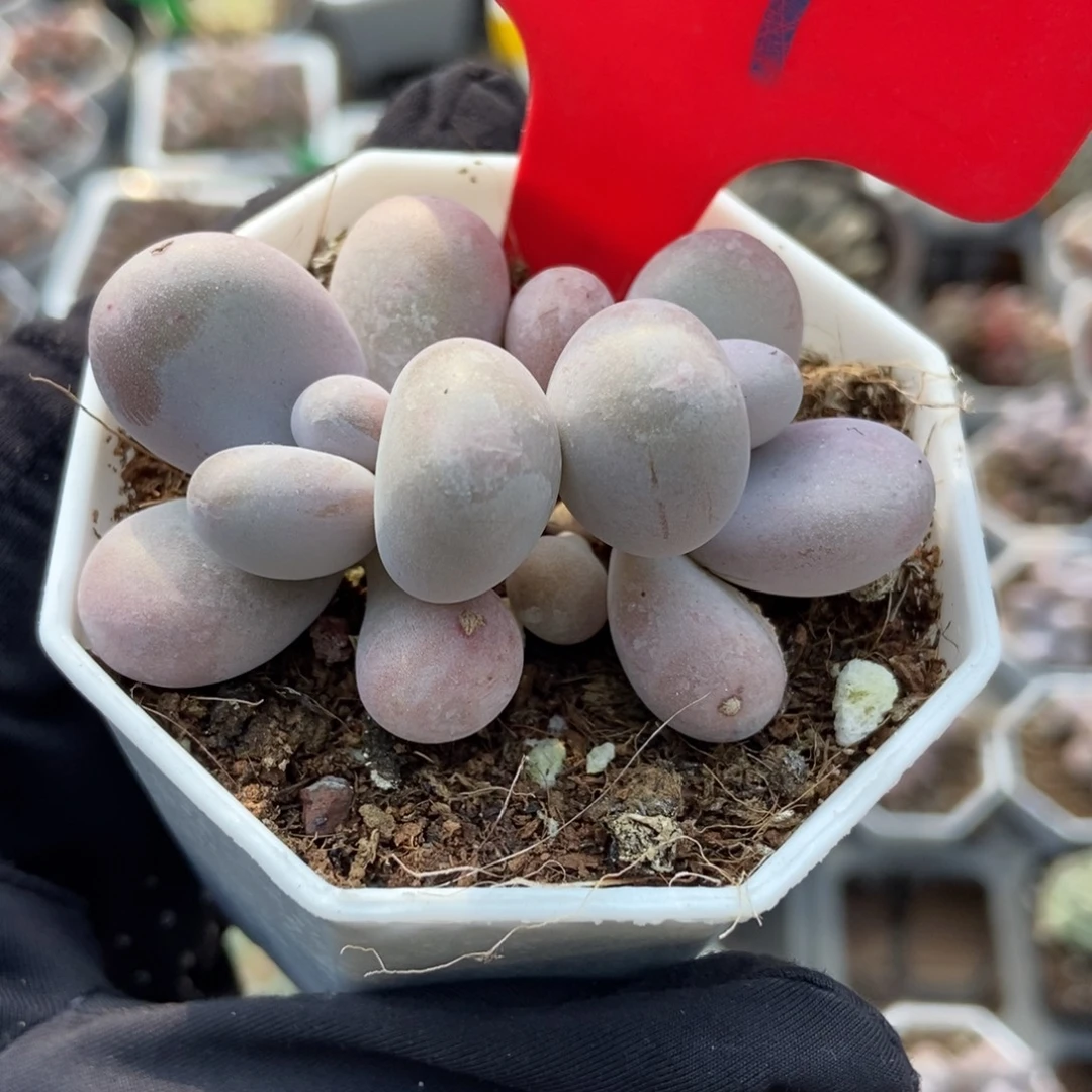 809奶酪多肉植物多肉