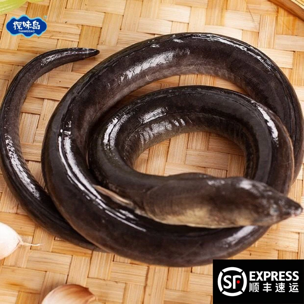 点砚【顺丰包邮】福建东山海捕大土龙新鲜青鳗活冻杜龙中华须鳗剑鳗