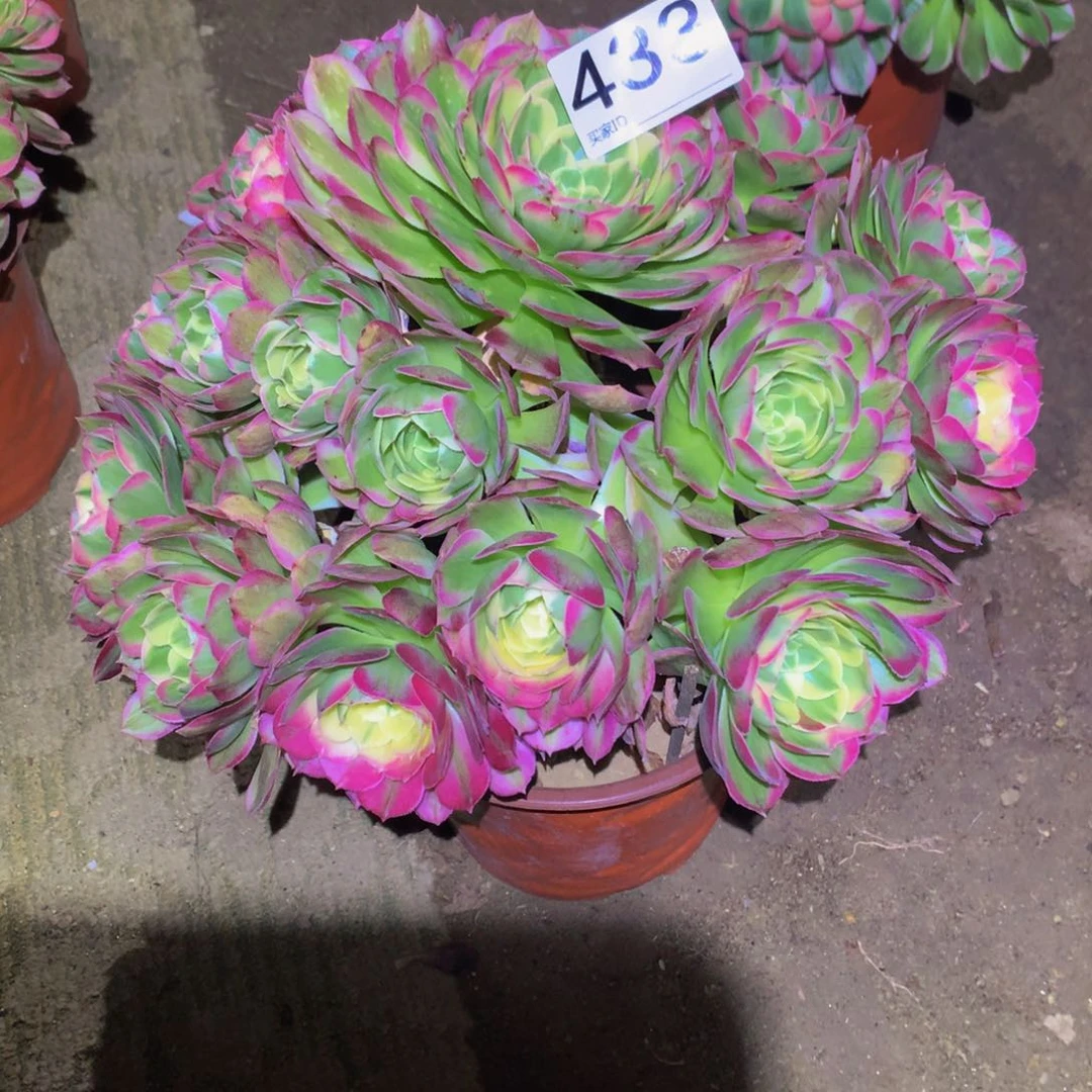 法师多肉植物433