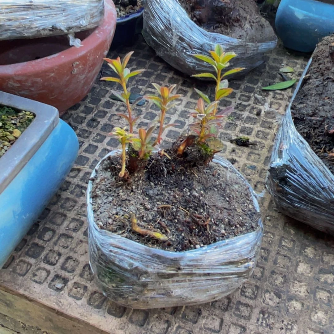 做***报当前无花朵，栽培后可花朵