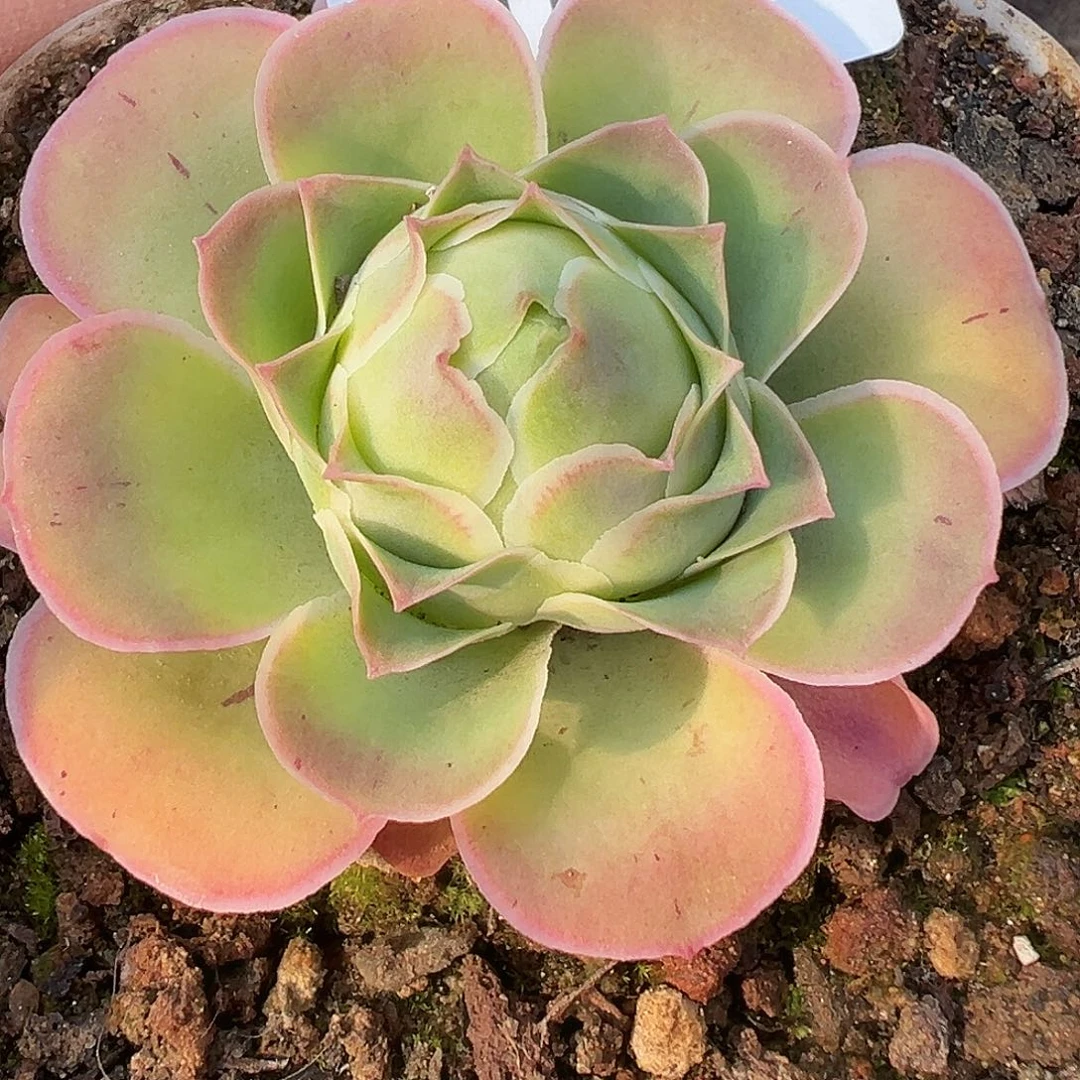 玲***珑糖糖011 不知名  多肉