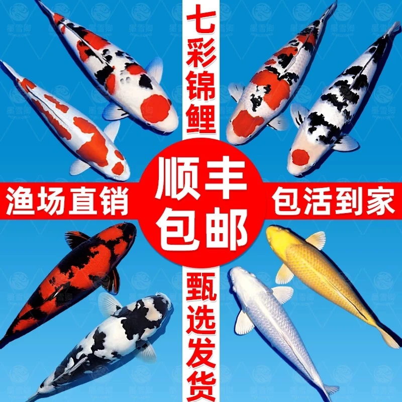 顺丰锦鲤鱼活体观赏鱼活鱼大型易养冷水淡水鱼锦鲤小鱼苗易活金鱼