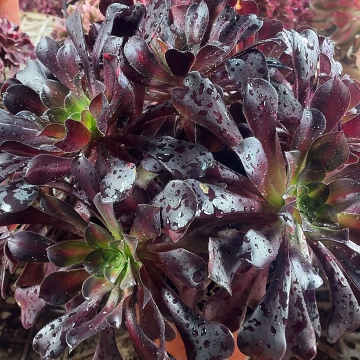 花纳4棚大颗一颗脱土